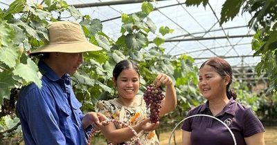 Hấp dẫn du lịch trải nghiệm nông nghiệp ở Cao Phong
