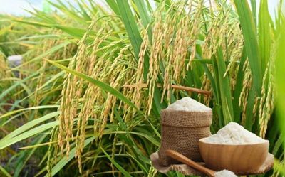 Ngày 8/6: Giá lúa gạo tại Đồng bằng sông Cửu Long bình ổn sáng đầu tuần