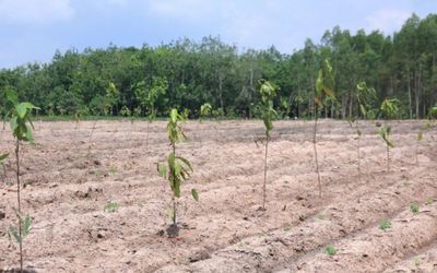 Doanh nghiệp chung tay phủ xanh rừng phòng hộ Dầu Tiếng, góp phần bảo vệ an ninh nguồn nước