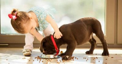 Thường xuyên chơi với thú cưng, bé gái bị bọ chét ký sinh trong tai