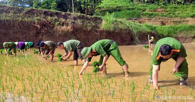 Công an xã ở Tuyên Quang lội ruộng giúp dân cấy lúa