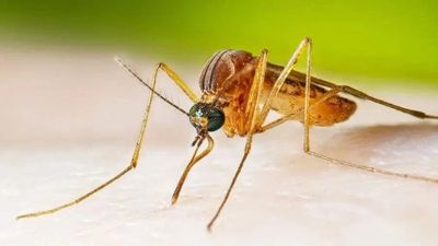 Chuyên gia cảnh báo bệnh viêm não Nhật Bản gia tăng trong mùa hè