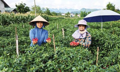 Hiệu quả mô hình ớt hữu cơ
