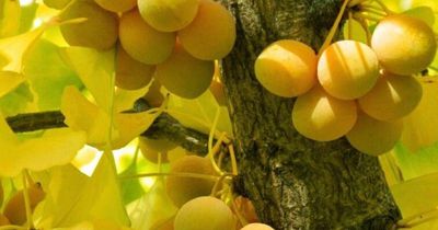 2 cây cảnh càng lâu năm càng giá trị: Dưỡng khí cho đất, vun bồi sự an yên