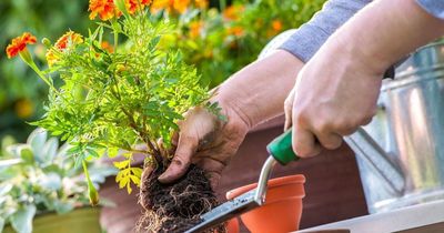 Top 12 cây cảnh cực đẹp nhưng 'khó chiều', càng chăm kỹ càng dễ hỏng