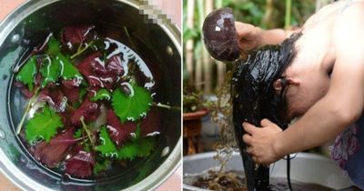 Cách gội đầu bằng nước lá tía tô giúp mọc tóc, mượt mà