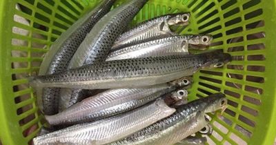 Loài cá có cái tên nghe như đang trách hờn, nay lại là đặc sản khiến nhiều người tìm ăn với hương vị nhớ mãi không quên