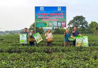 'Combo' phân bón Supe Lâm Thao cho cây chè tại Thái Nguyên đem lại hiệu quả bước đầu