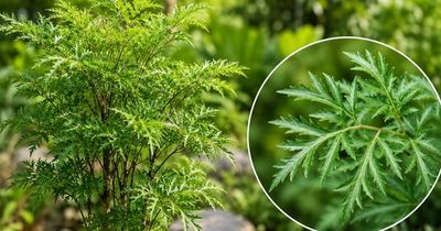5 lợi ích tiềm năng của nước lá đinh lăng