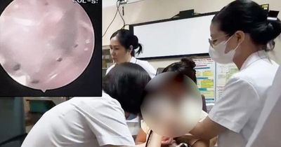 Thường xuyên chơi với thú cưng, bé gái 2 tuổi bị bọ chét ký sinh trong tai