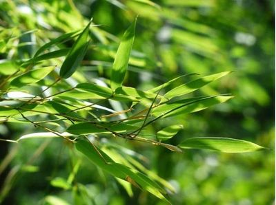 Người tăng huyết áp uống nước lá tre có tốt không?
