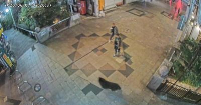 Gần 100 trường học ở Nhật Bản phải đóng cửa vì phát hiện có...gấu