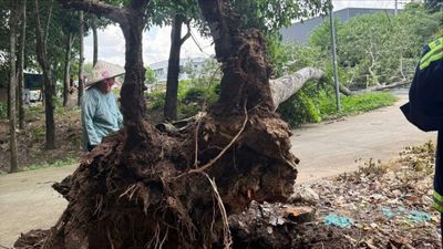 Cây cao su bật gốc kéo đổ 2 cột điện, giao thông bị ảnh hưởng ở TP.HCM