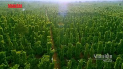 [Video] Hơn 3 triệu ha rừng 'không chủ': Điểm nghẽn của xuất khẩu xanh và thị trường carbon