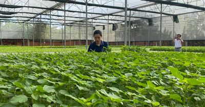 Xây dựng tiêu chuẩn mới cho rau an toàn