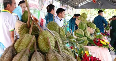 Sầu riêng miền Tây không thua kém Thái Lan, vậy vấn đề là gì?
