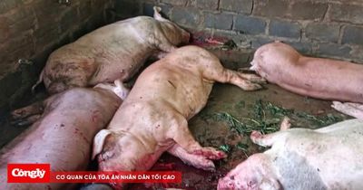 Nhiều hệ lụy khi mua bán, tiêu thụ lợn dịch