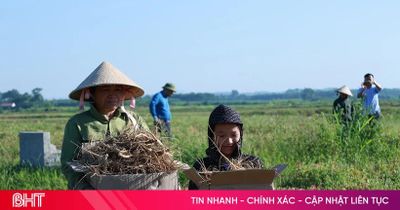 Vụ thu hoạch đầu tiên đầy triển vọng của sâm Bố Chính