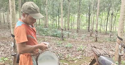 Người trồng cao su ở Quảng Trị phấn khởi vì giá mủ tăng cao