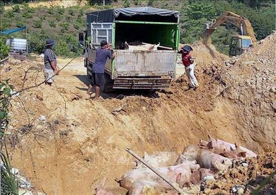 Dịch tả lợn châu Phi tiếp tục phát sinh, Lâm Đồng triển khai giải pháp đồng bộ