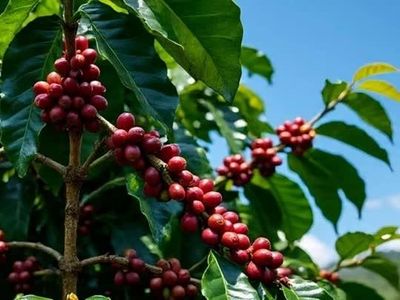 Giá nông sản ngày 9/6: Hồ tiêu ổn định, cà phê giảm nhẹ tại Tây Nguyên