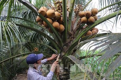Khi quả dừa Đồng Tháp có 'hộ chiếu hữu cơ' để bước ra thế giới
