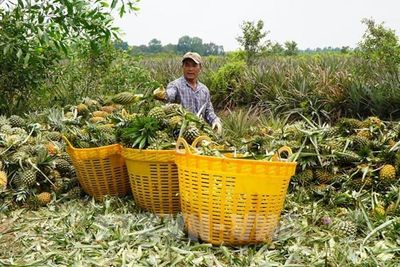Giá dứa bốc hơi 50%: Nông dân Đồng Tháp Mười ngậm ngùi hòa vốn