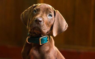 Scooby Doo gây sốt khi dùng chú chó thật trong bản live-action