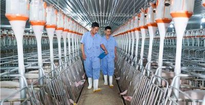 Bước tiếp theo mở rộng trong chiến lược 'chung cư nuôi heo' của BAF Việt Nam