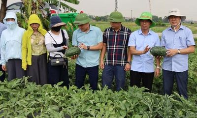 Bắc Ninh quản lý 409 mã số vùng trồng phục vụ xuất khẩu và tiêu thụ nội địa