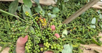 Giá tiêu hôm nay 9/6/2026: Đắk Lắk và Lâm Đồng dẫn đầu với 140.000 đồng/kg