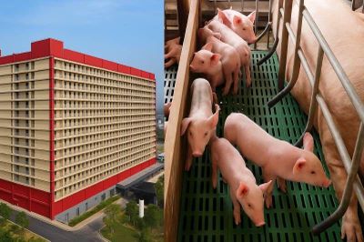 Doanh nghiệp đề xuất xây 'chung cư nuôi heo': Hà Nội yêu cầu đánh giá sự phù hợp