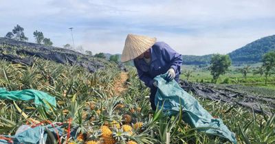 Người trồng dứa ở Thanh Hóa đang 'khóc' vì rớt giá