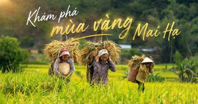 Mùa vàng Mai Hạ
