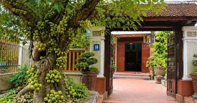 Cổ nhân khuyên: '5 loại cây trồng trước nhà, con cháu đời đời phú quý'