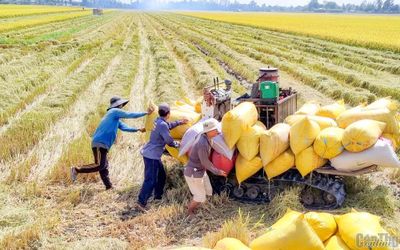 Cà Mau hướng tới 60 chuỗi liên kết thủy sản, mở rộng hơn 54.000 ha lúa liên kết