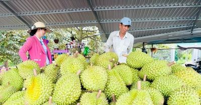 Xuất khẩu rau quả tăng: Cơ hội lớn đi cùng sức ép chuẩn hóa
