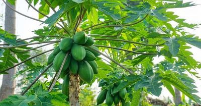 6 tác dụng đặc biệt của lá đu đủ