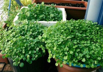 Loại rau tốt cho sức khỏe nhất hóa ra mọc đầy Việt Nam, các nhà khoa học mất 1 thập kỷ nghiên cứu