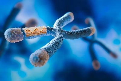 Một lỗi DNA có thể biến chuột cái thành đực: Hy vọng cho con người