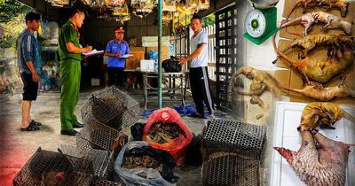 Thực nghiệm điều tra vụ vận chuyển vảy tê tê, động vật hoang dã trái phép tại Đà Nẵng