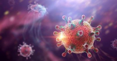 Cảnh báo virus Hanta: Phát hiện chuột trong nhà, người dân cần làm gì?