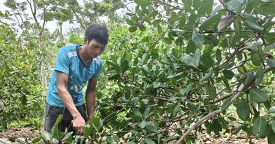 Đồng bào dân tộc thiểu số Đồng Nai chủ động tìm cơ hội thoát nghèo