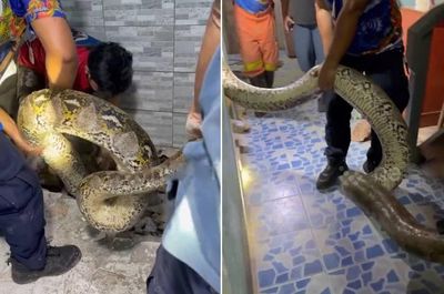 Bắt sống trăn khổng lồ dài 5 mét, nặng 30kg ẩn nấp trong ký túc xá