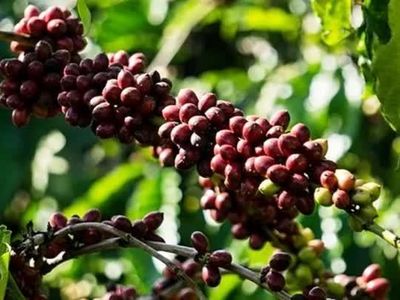 Giá nông sản ngày 10/6: Cà phê bật tăng trở lại, hồ tiêu đi ngang, gạo xuất khẩu giảm nhẹ