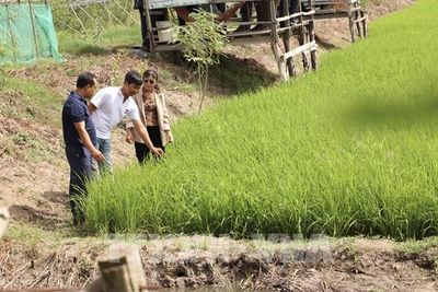 Lấy phù sa nuôi cá đồng: Lối đi thuận thiên của nông dân miền Tây