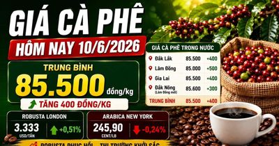 Giá cà phê hôm nay 10/6 bật tăng trở lại, Tây Nguyên thêm 500 đồng/kg