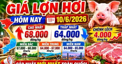Giá lợn hơi hôm nay 10/6: Miền Bắc tiếp tục dẫn đầu cả nước