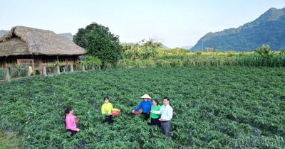 Nền tảng để xây dựng chuỗi liên kết nông sản thực chất và bền vững