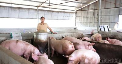 Giữ đàn vật nuôi giữa vùng dịch